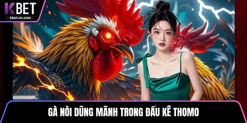 Gà nòi dũng mãnh trong đấu kê thomo